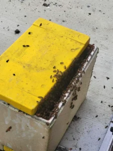 Intervention mission suavetage colonie d'abeilles par nos techniciens