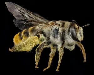 Abeille, un insecte pollinisateur essentiel pour la biodiversité