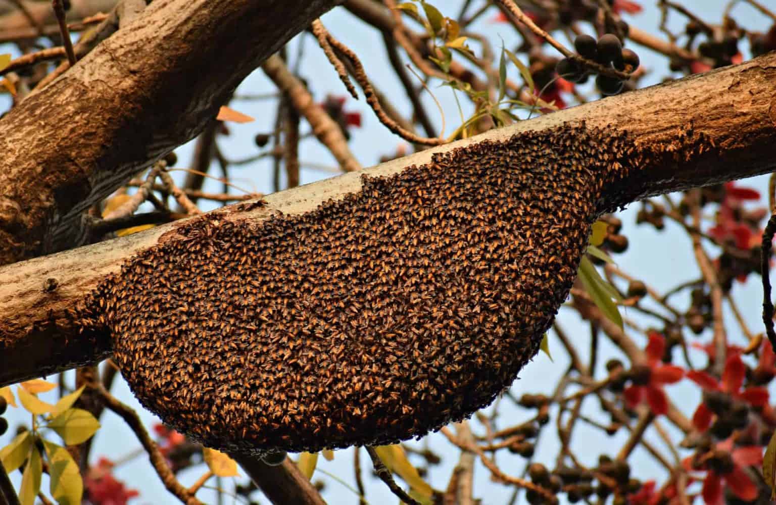 Nid de guêpes ou nid d’abeilles ? Les clés pour les différencier — free download