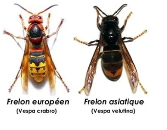 Frelon asiatique et frelon européen