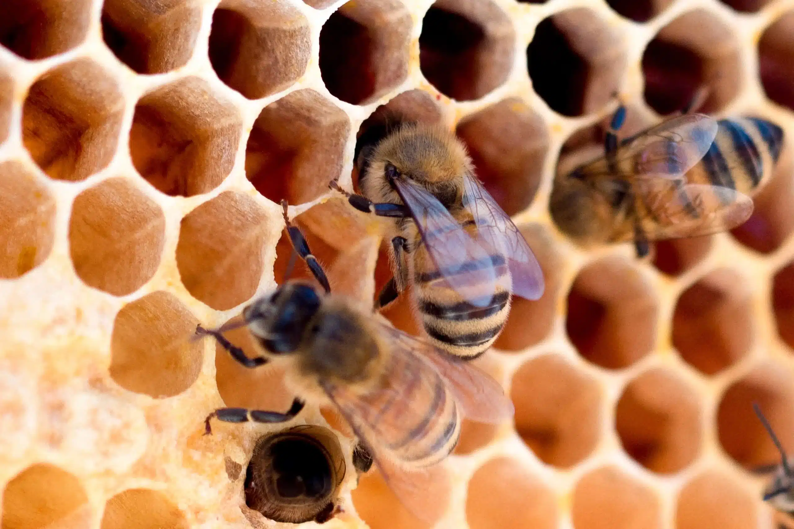 Que faire si vous trouvez un essaim d'abeilles dans votre jardin, et ce  qu'il ne faut pas faire