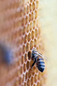 Abeille et produits de la ruche